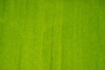 Fototapeta na wymiar close up of tropical banana leaf texture,abstract green leaf