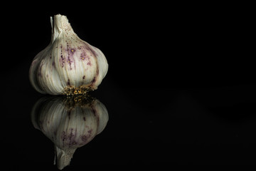 One whole organic white garlic allium sativum isolated on black glass