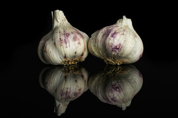 Group of two whole organic white garlic allium sativum isolated on black glass