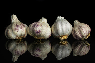 Group of four whole organic white garlic allium sativum isolated on black glass