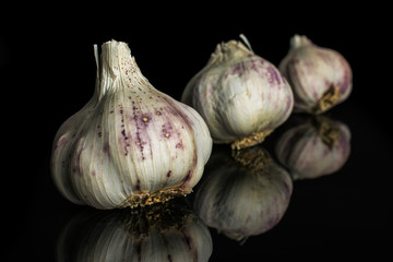Group of three whole organic white garlic allium sativum isolated on black glass