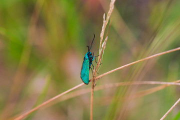 Green butterfly sitting on a blade of grass