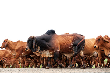 a herd of brahman cattle in Kwazulu Natal, South Africa, bunched, group, cows, bulls, calves