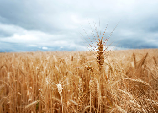 One head of wheat above a field in a stormy sky in the Drakensberg, South Africa
