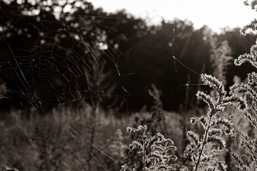 Spider web between plants, Old spider web, black and white  photo