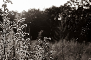 Spider web between plants, Old spider web, black and white  photo