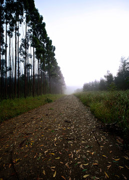 Sunrise In The Plantations In Karkloof, Kwazulu Natal Midlands South Africa