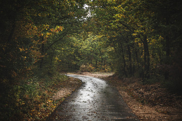 Road through moody autumn forest