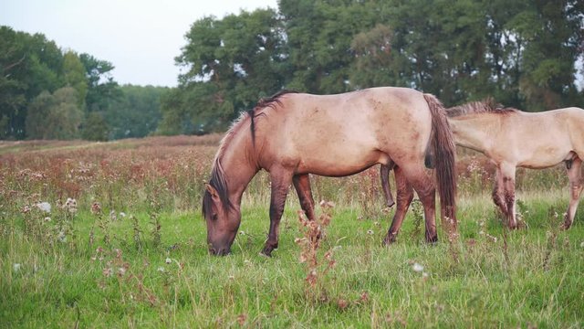 Full shot, Free Horses eat grass in a meadow field. Equine with brown hair stand greenfield, immerse in lush nature.