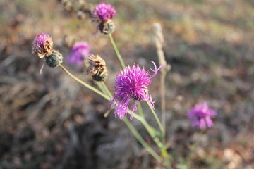 Nature