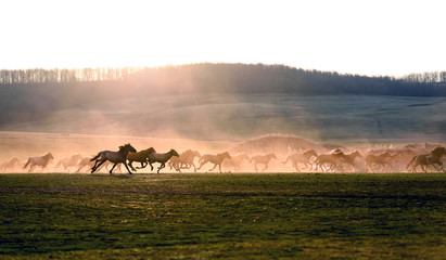 Fototapeta na wymiar Horses in Dust and Sunset Silhouette