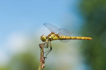 Macro photo of a dragonfly sitting on a blade of grass