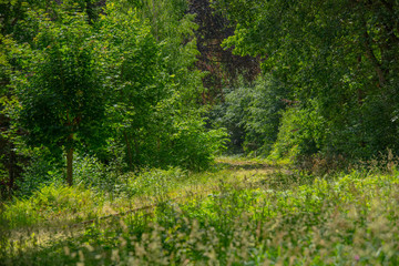Old railway tracks going through a green forest.