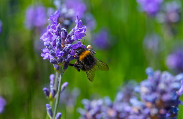 A bumblebee on a blower.