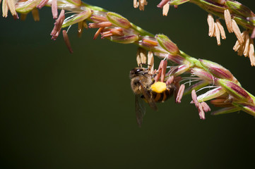 A bee on a corn flower, mealie in South Africa