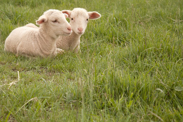 Obraz premium Two lambs, cuddled, sheep in a field of grass