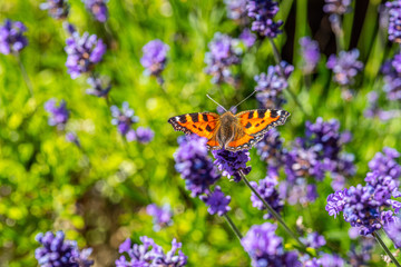 Small tortoiseshell (Aglais urticae) on a flower.