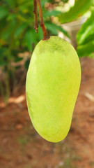 Green ripe mango on a tree in a garden in Thailand. Choose Focus.   