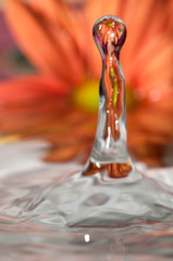 Single droplet of water falling into a tray of water with a pink Gerbera daisy reflected in the droplet