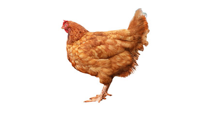Chicken egg breed walking on a white background     