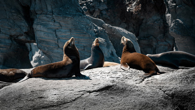 California sea lions on the rocks of Isla Coronado