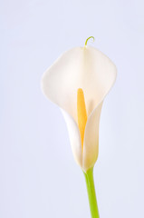 Arum flower against white background