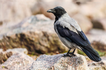 gray crow sits on a stone