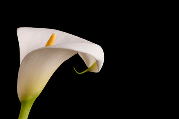 Arum or Calla Lilly against black background