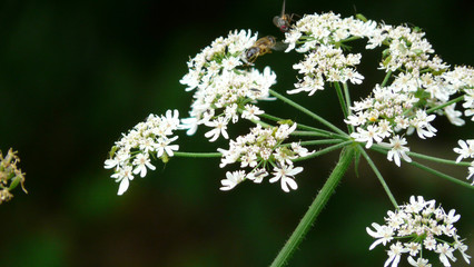 weisse Blume mit Biene und Fliege isoliert