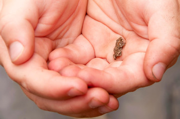 Tiny frog in a child's hands
