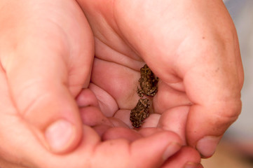 Tiny frog in a child's hands