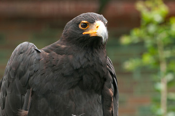 Black eagle, South Africa
