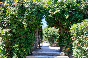 Fototapeta premium arched fence overgrown with bushes