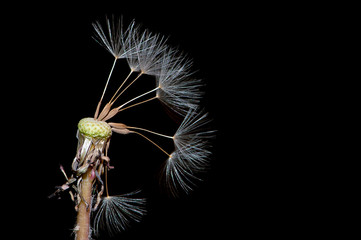 Fototapeta premium Dandelion with some of the seeds blown away