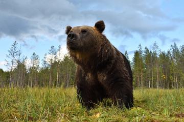Brown bear closeup in bog at summer. Wide-angle shot of brown bear.