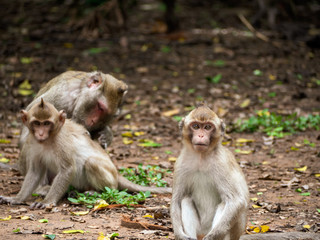 The monkey on the floor