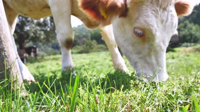 Kuhe grassen auf einer Wiese in einem Biohof 