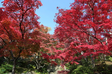 紅葉