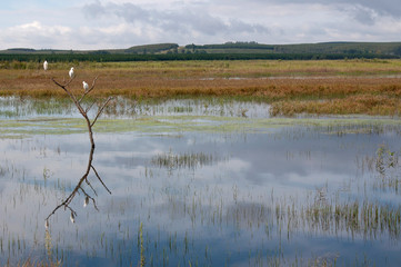 Egrets in a tree over a lake in South Africa