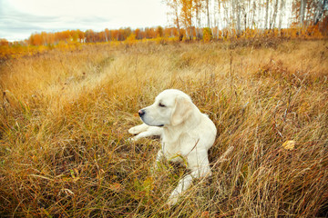 Obraz na płótnie Canvas Young golden retriever for a walk in nature. Dog breed labrador outdoors.