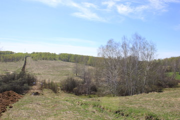 Obraz premium Insect