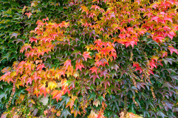 Herbst Blätter Blatt, Bunt Hintergrund
