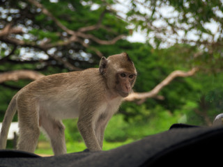 the young of monkey - Macaques monkey