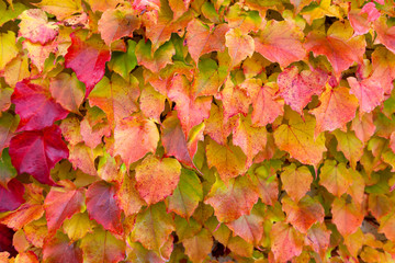 Naklejka na ściany i meble Herbst Blätter Blatt, Bunt Hintergrund