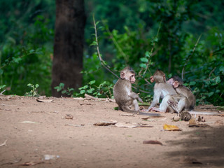 Three young monkey on floor