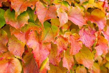 Herbst Blätter Blatt, Bunt Hintergrund