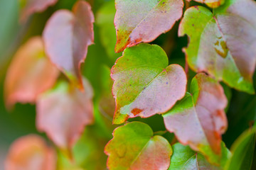 Herbst Blätter Blatt, Bunt Hintergrund