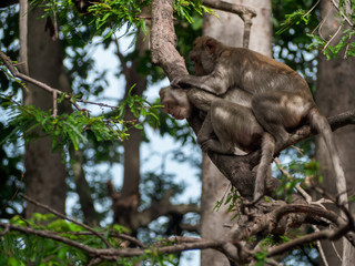 Fototapeta na wymiar Two monkey on the tree