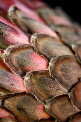 Fototapeta premium Outside petals of a protea
