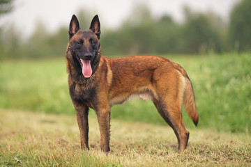 Happy young Belgian Shepherd dog Malinois with a chain collar staying outdoors on a green grass in summer
